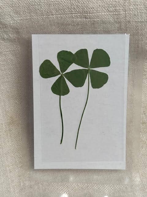 Pressed Four Leaf Clovers - Box Turtle