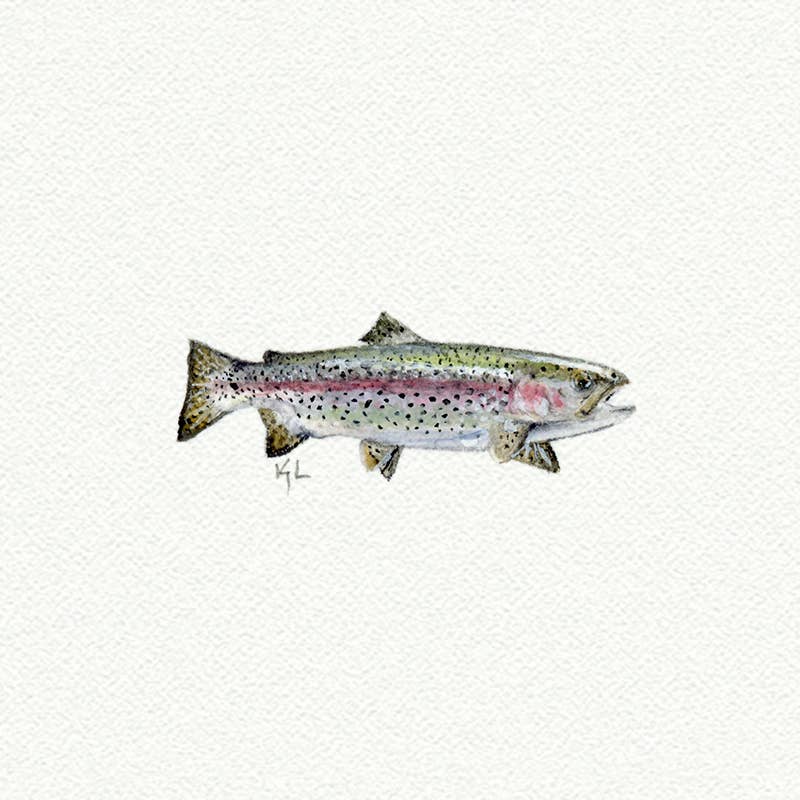 Rainbow Trout Miniature Watercolor Print - Box Turtle