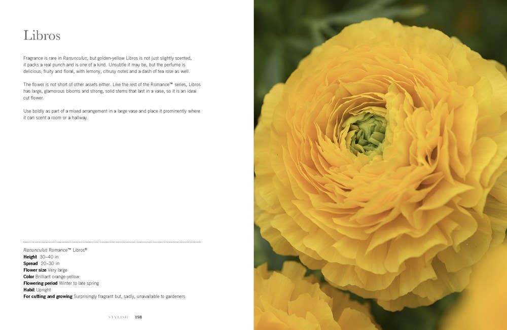 Ranunculus: Beautiful Varieties for Home and Garden - Box Turtle