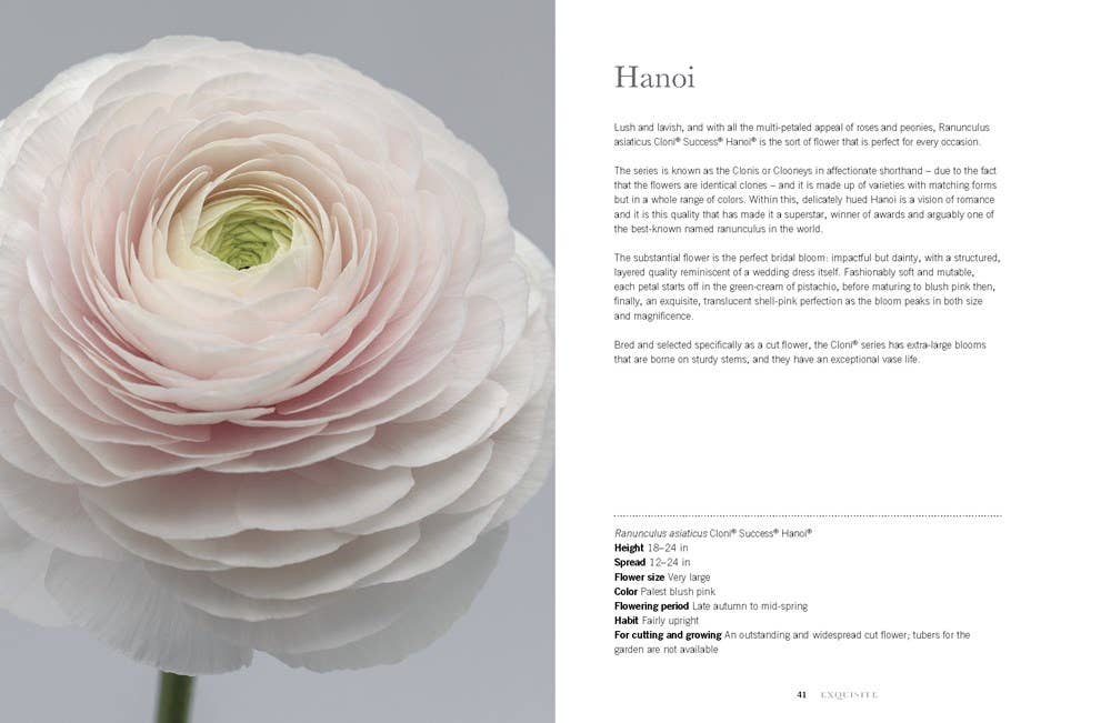 Ranunculus: Beautiful Varieties for Home and Garden - Box Turtle