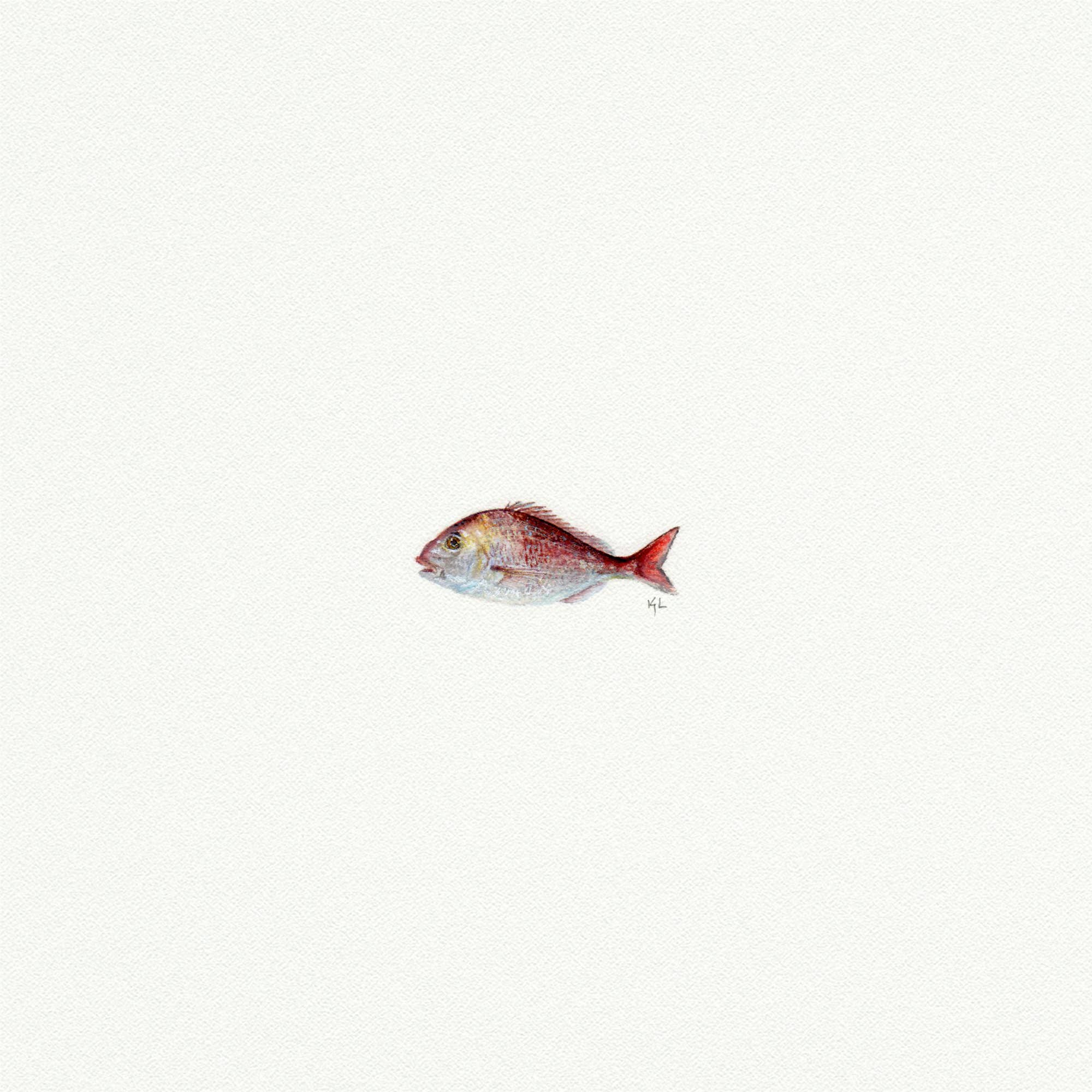 Red Fish Miniature Watercolor Print - Box Turtle