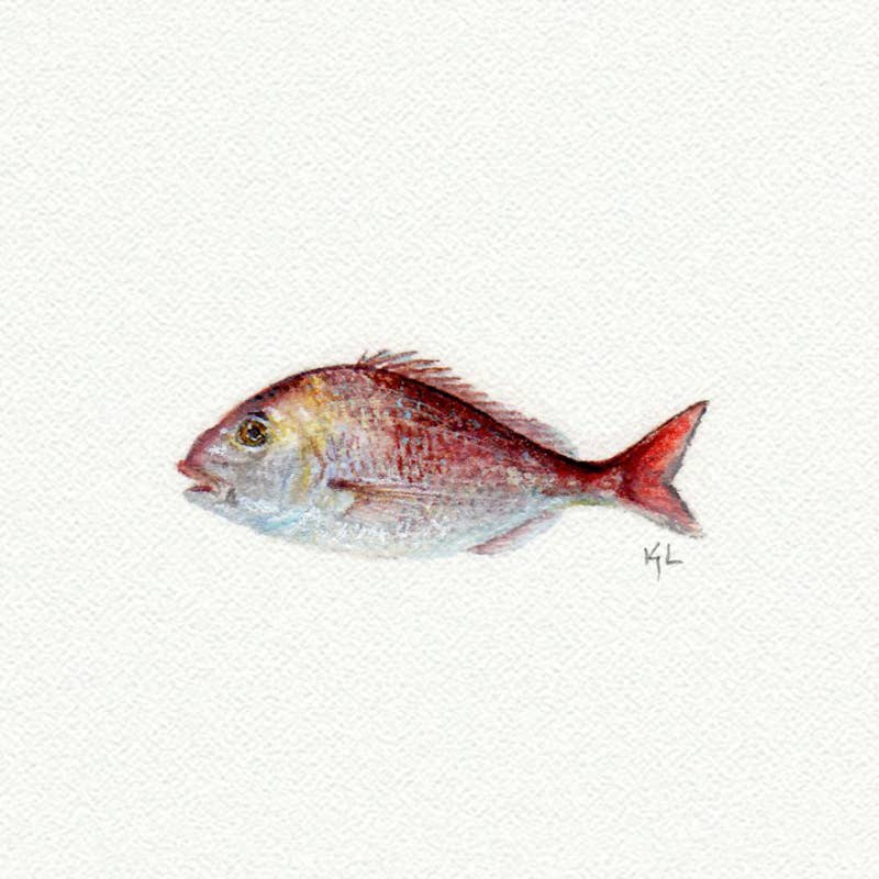 Red Fish Miniature Watercolor Print - Box Turtle