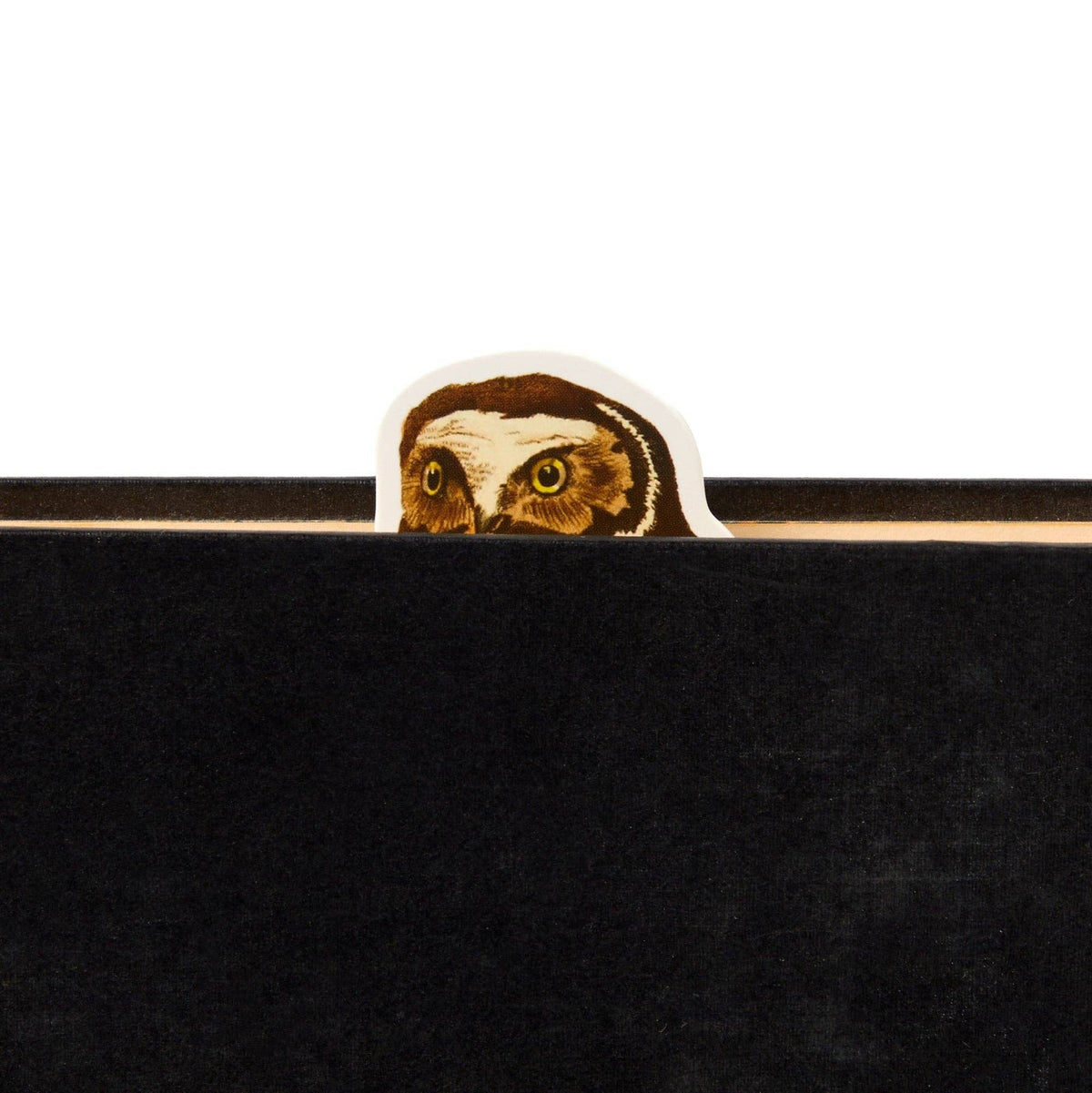 Salty Birds Magnetic Bookmark Set - Box Turtle