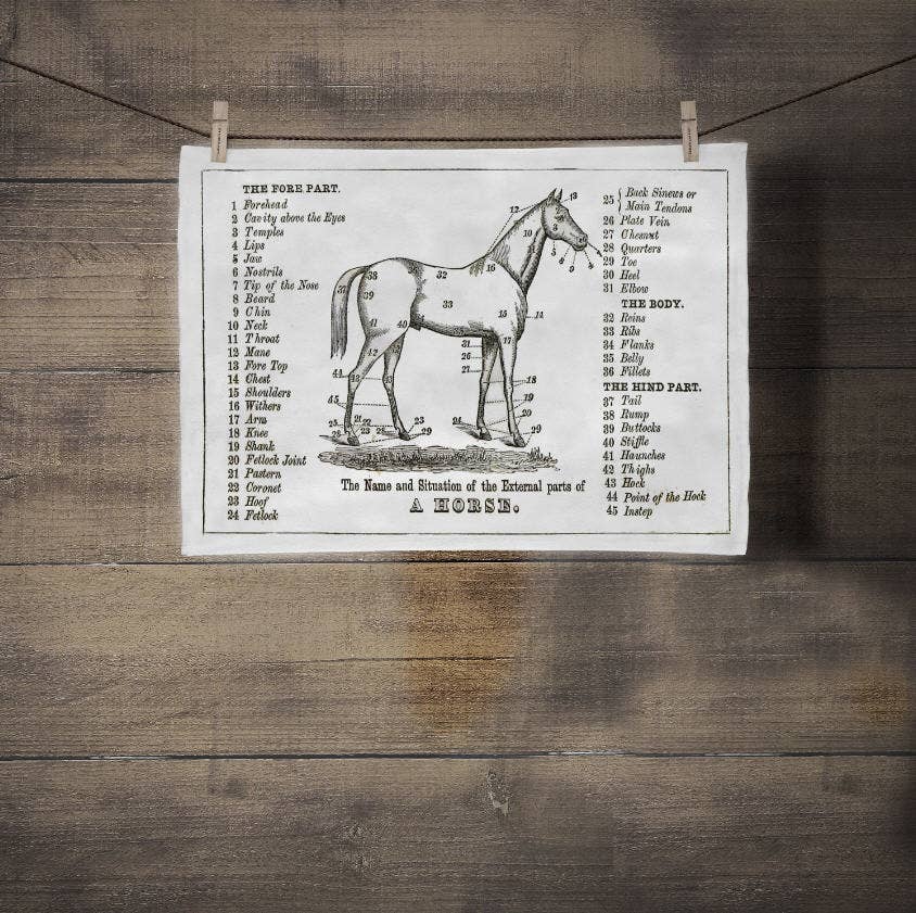 Screen Printed Horse Tea Towel - Box Turtle