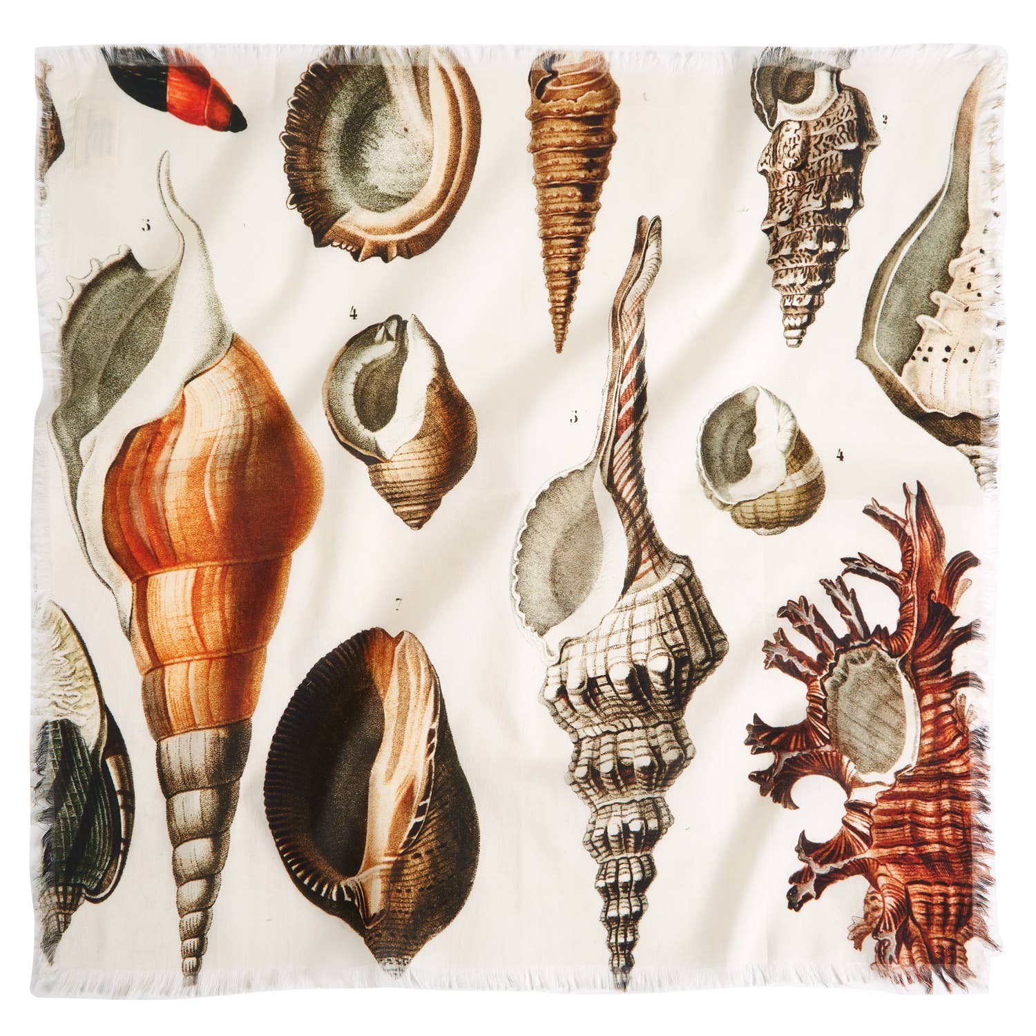 Seashells Voile Bandana - Box Turtle