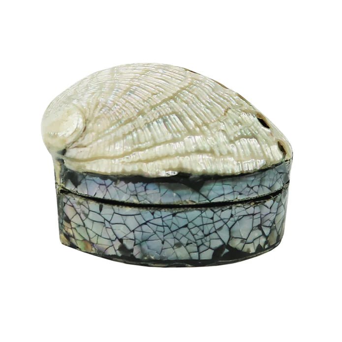 Shell Trinket Box - Box Turtle