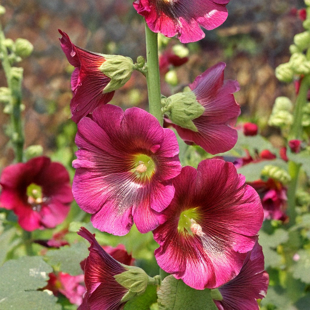 Shido Seeds: Hollyhock Flower Seeds Packet - Box Turtle