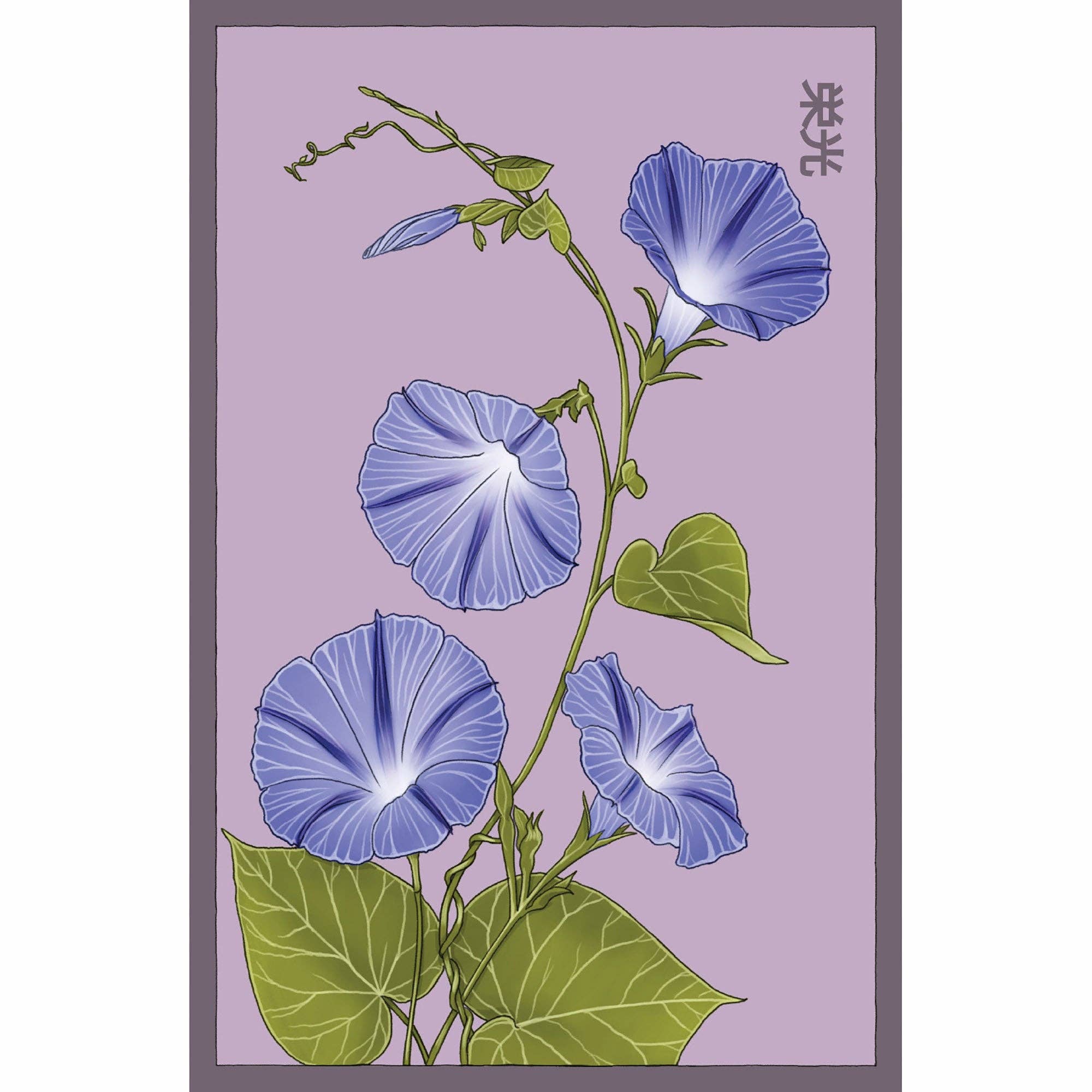 Shido Seeds: Morning Glory Flower Seeds Packet - Box Turtle
