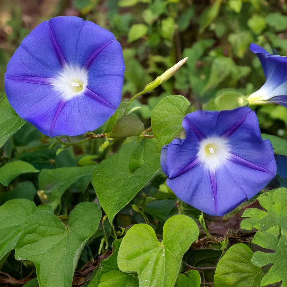 Shido Seeds: Morning Glory Flower Seeds Packet - Box Turtle