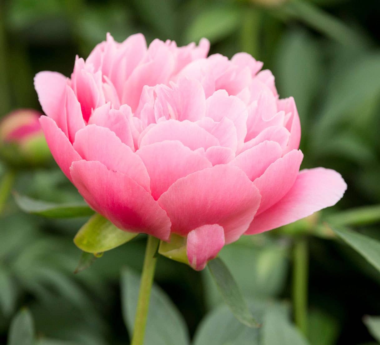 Shido Seeds: Peony Flower Seeds Packet - Box Turtle