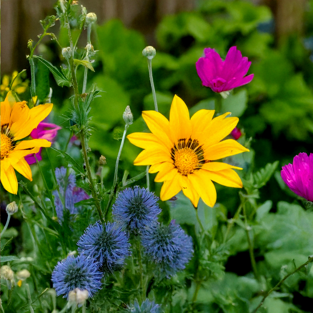 Shido Seeds: Wildflowers Flower Seeds Packet - Box Turtle