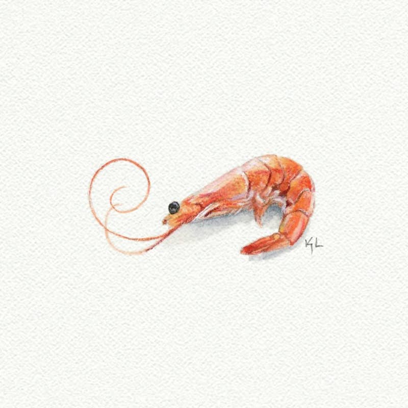 Shrimp Miniature Watercolor Print - Box Turtle