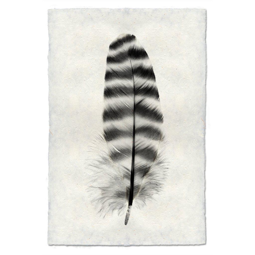 Small Barred Rock Hen Feather Print - Box Turtle