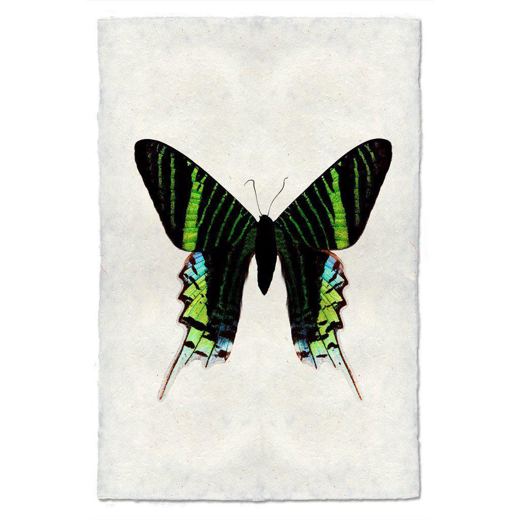 Small Butterfly 7 Print - Box Turtle