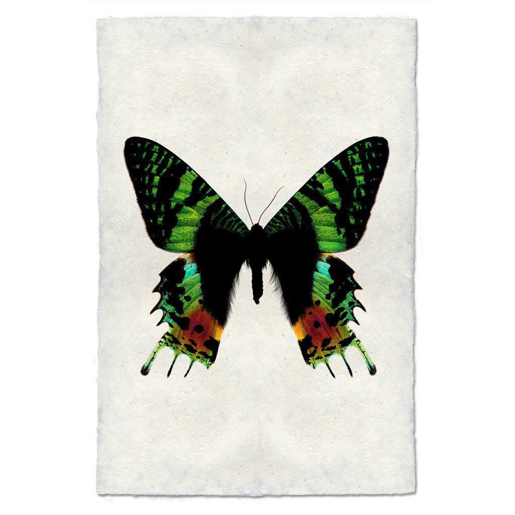 Small Butterfly 8 Print - Box Turtle