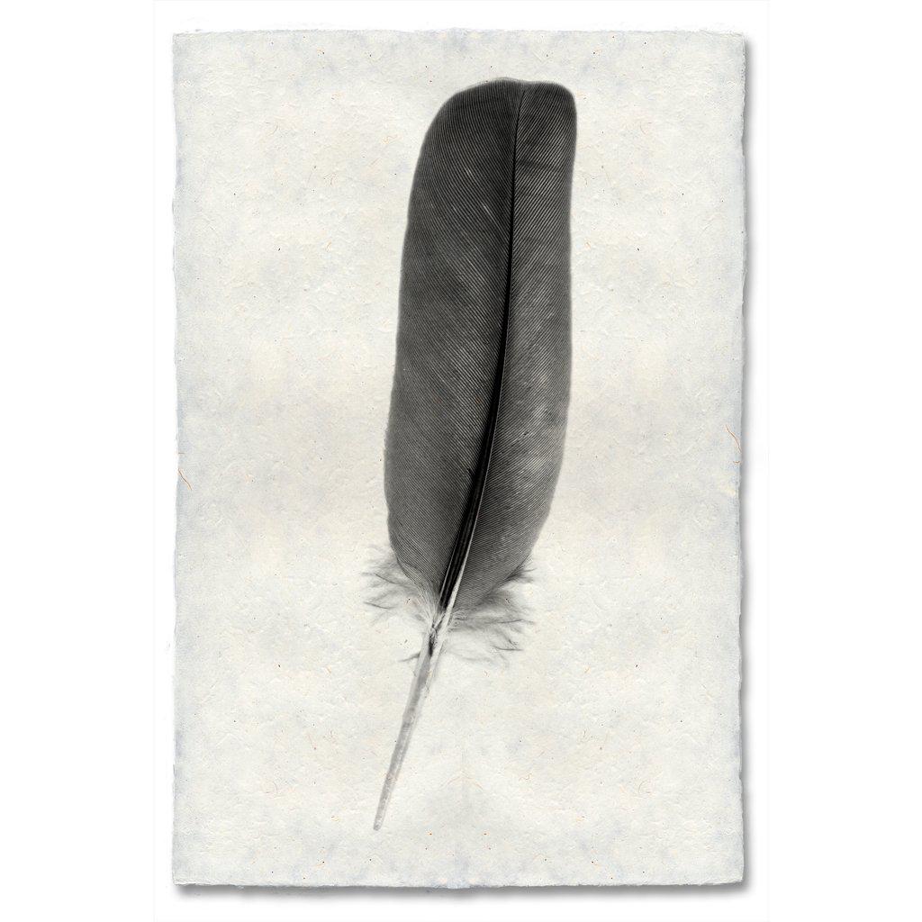 Small Dove Feather Study 4 Print - Box Turtle