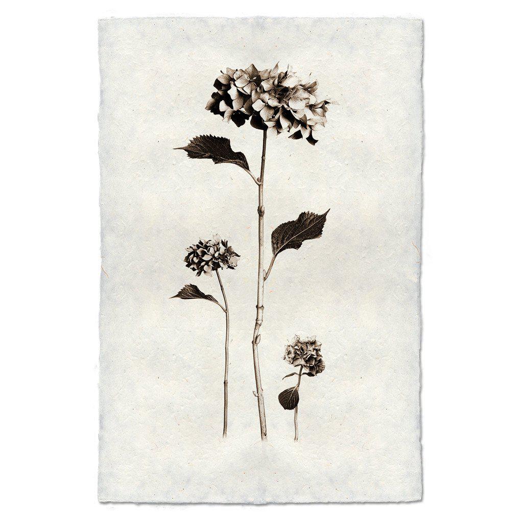 Small Hydrangeas Print - Box Turtle