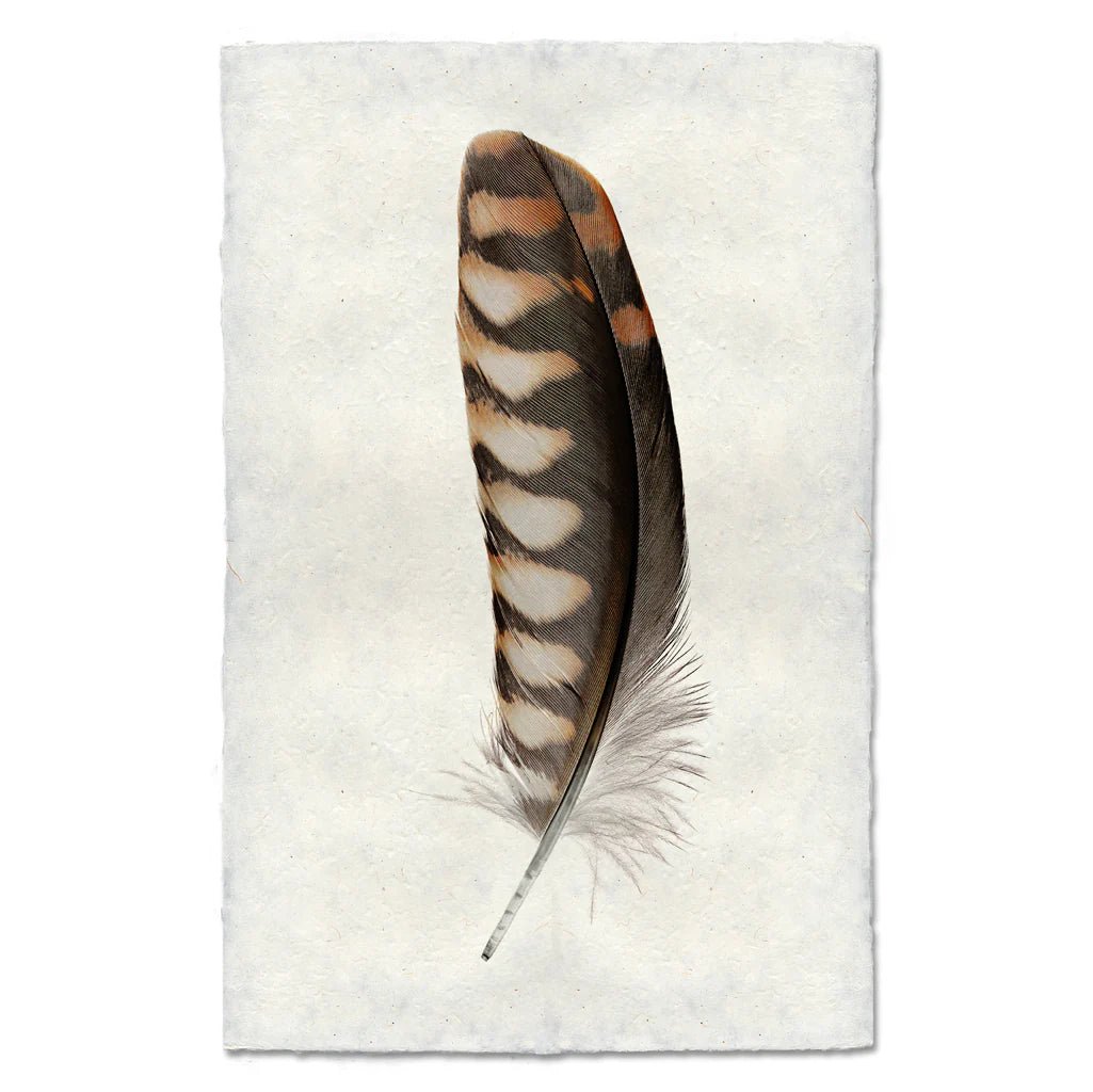 Small Kestrel 2 Print - Box Turtle