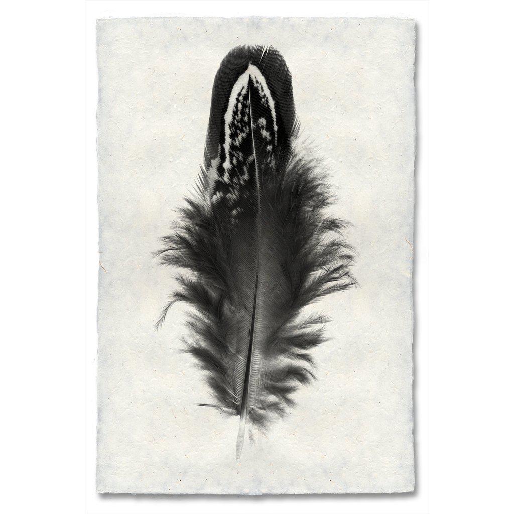 Small Mallard Duck Feather 3 Print - Box Turtle