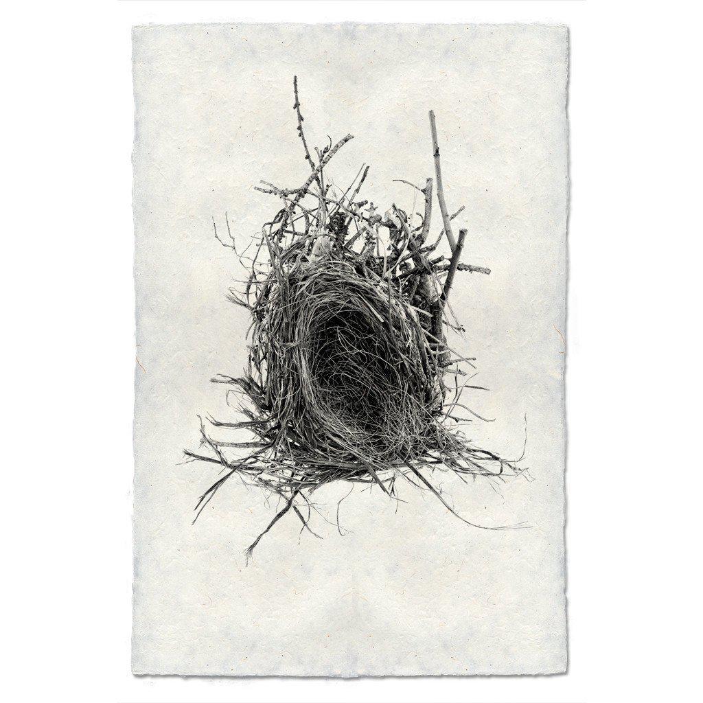 Small Nest Study 12 Print - Box Turtle