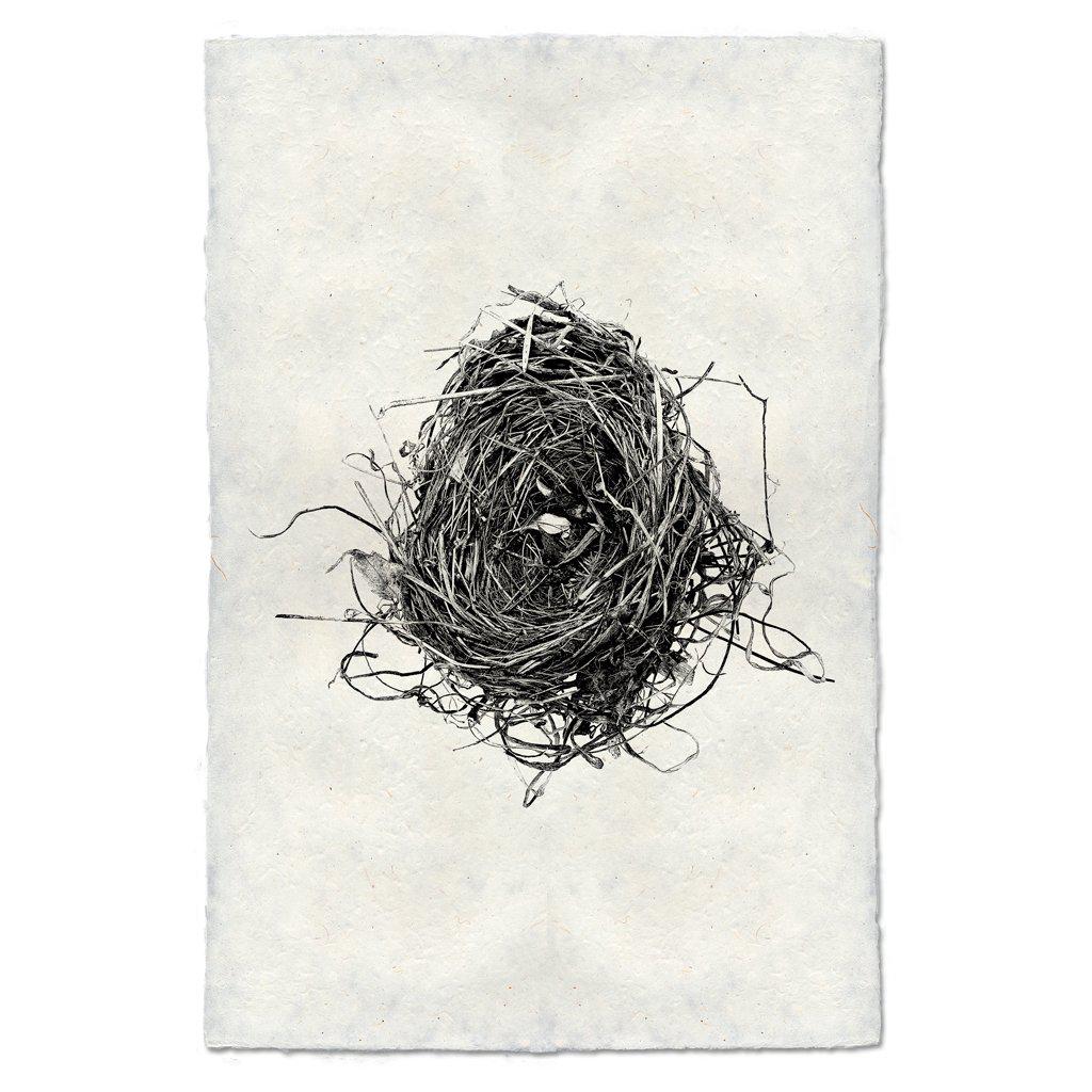 Small Nest Study 8 Print - Box Turtle