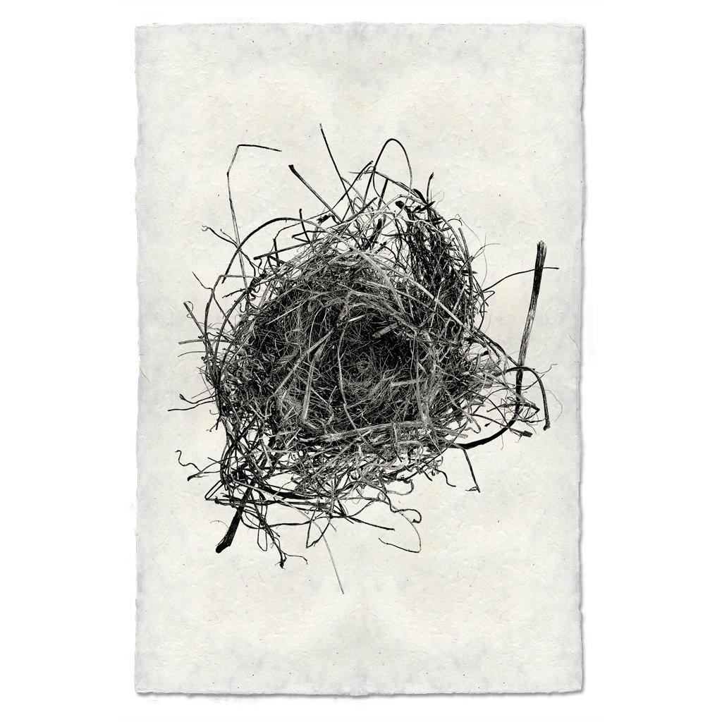 Small Nest Study 9 Print - Box Turtle