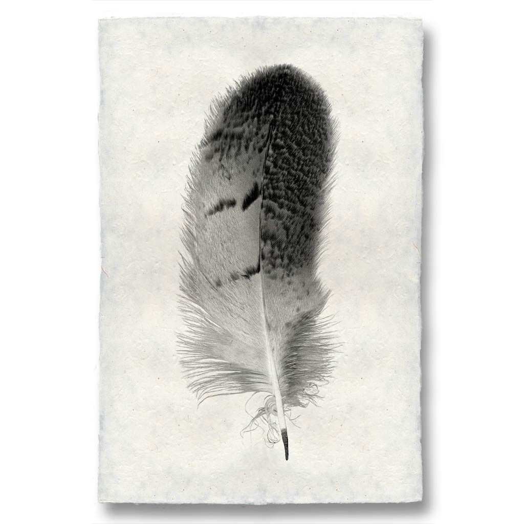 Small Owl Feather Study 7 Print - Box Turtle