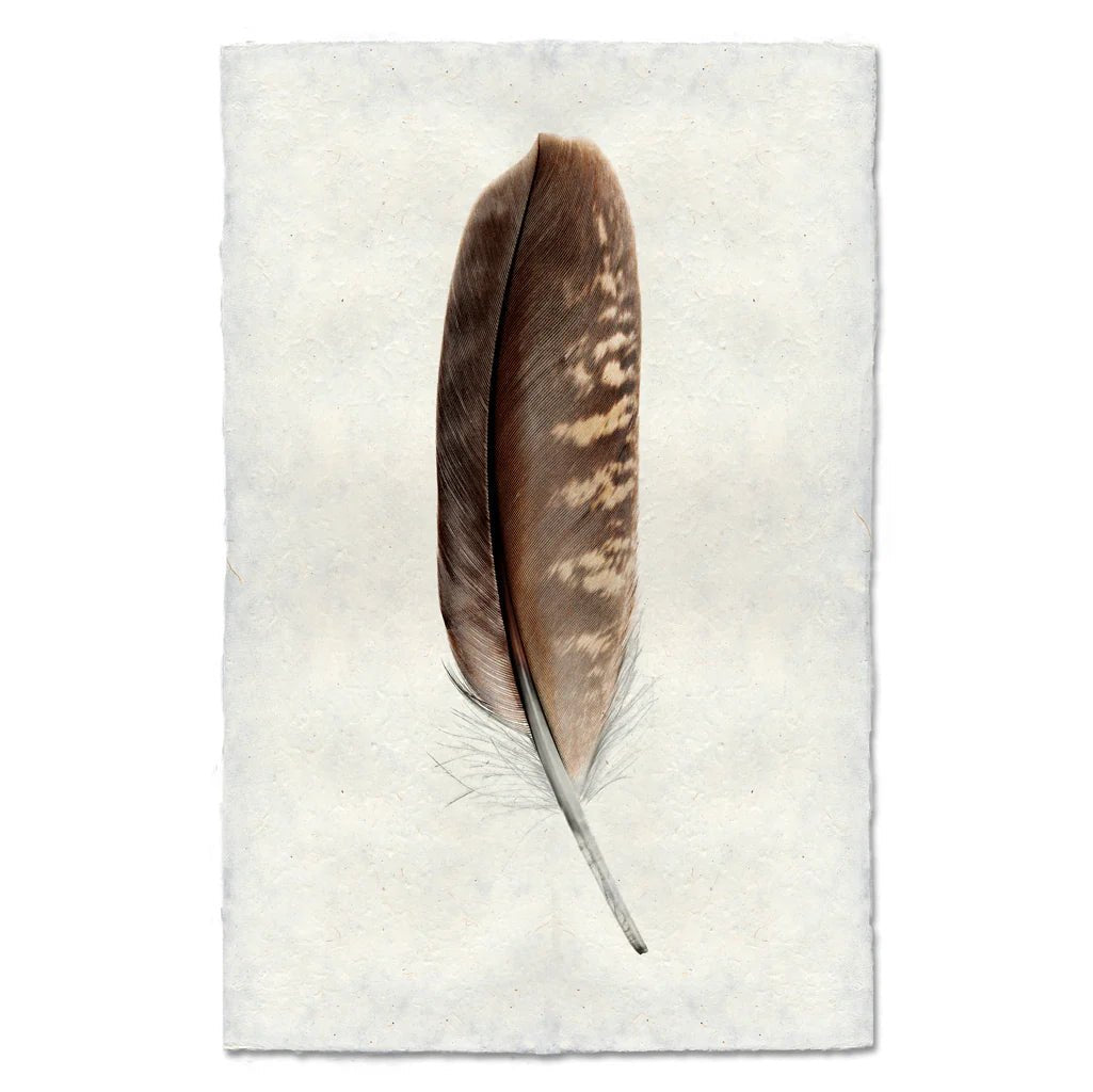 Small Peregrine Falcon Print - Box Turtle