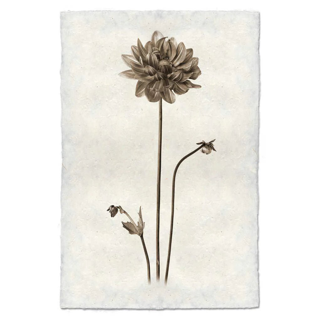 Small Single Dahlia Print - Box Turtle