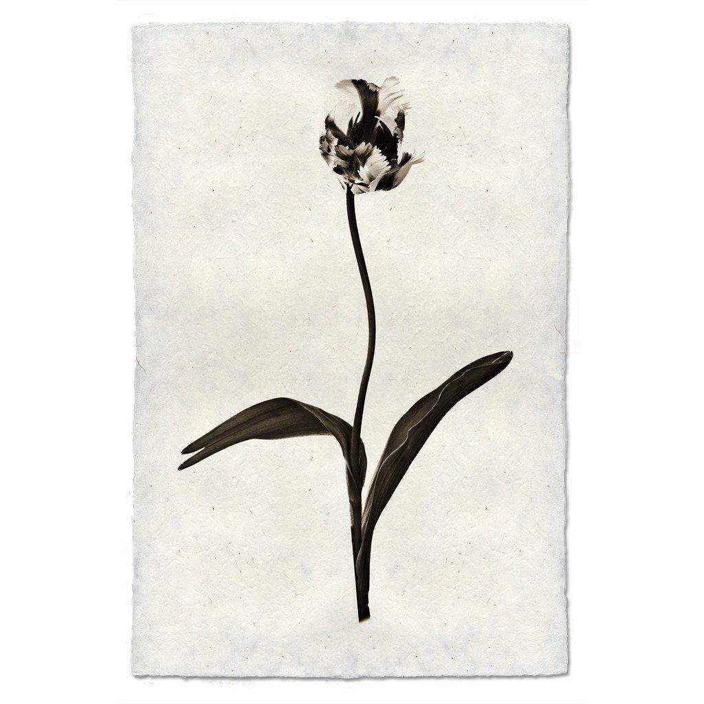 Small Tulip Print - Box Turtle