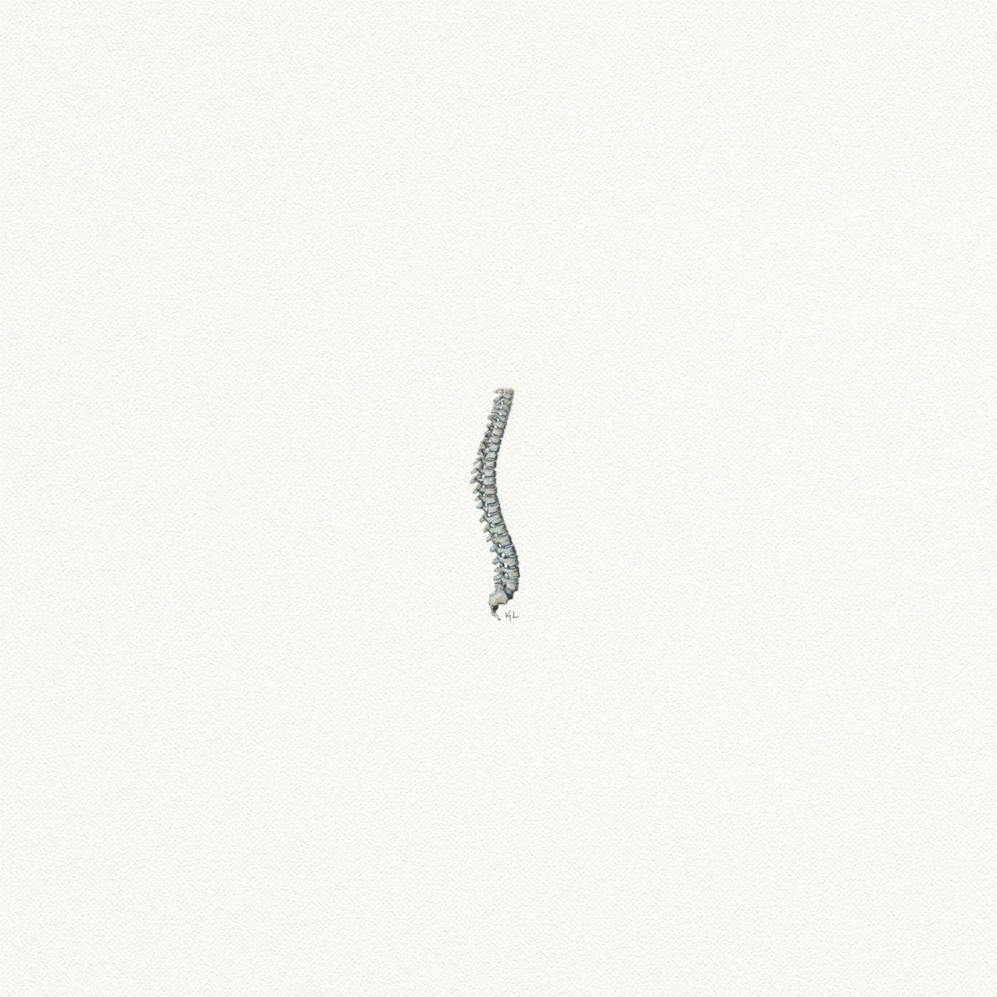 Spine Miniature Watercolor Painting - Box Turtle