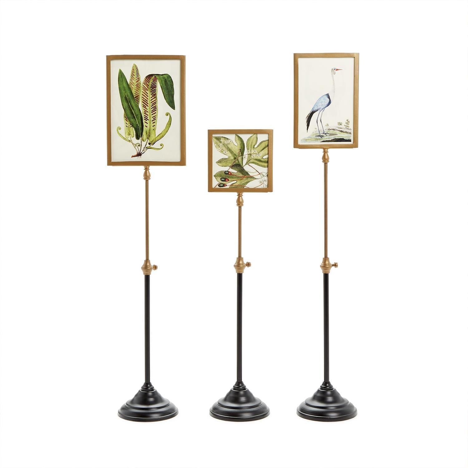 Telescopic Vision Double Sided Frame - Box Turtle