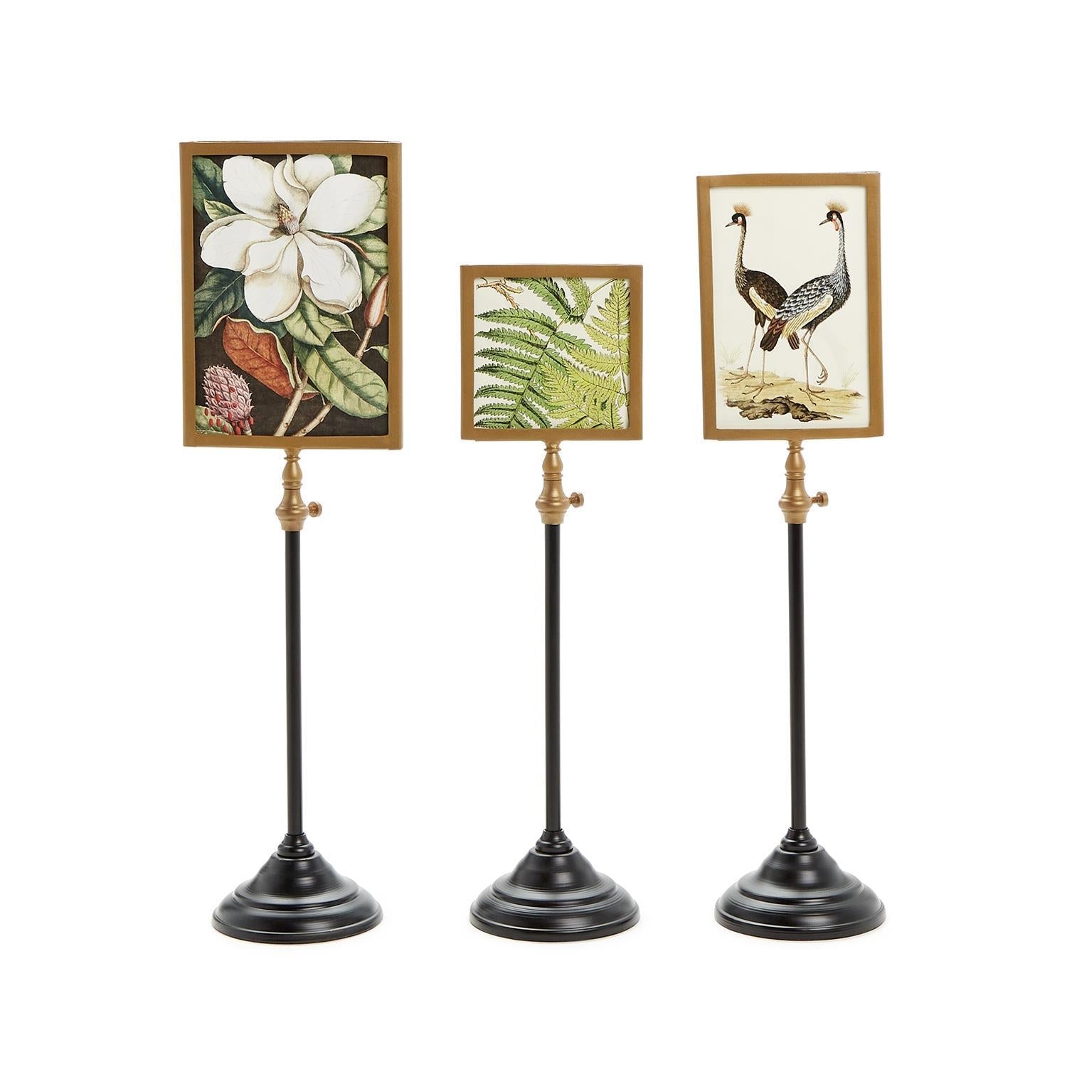 Telescopic Vision Double Sided Frame - Box Turtle