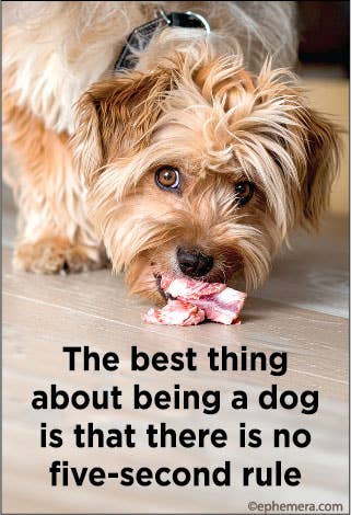 The best thing about being a dog - Box Turtle