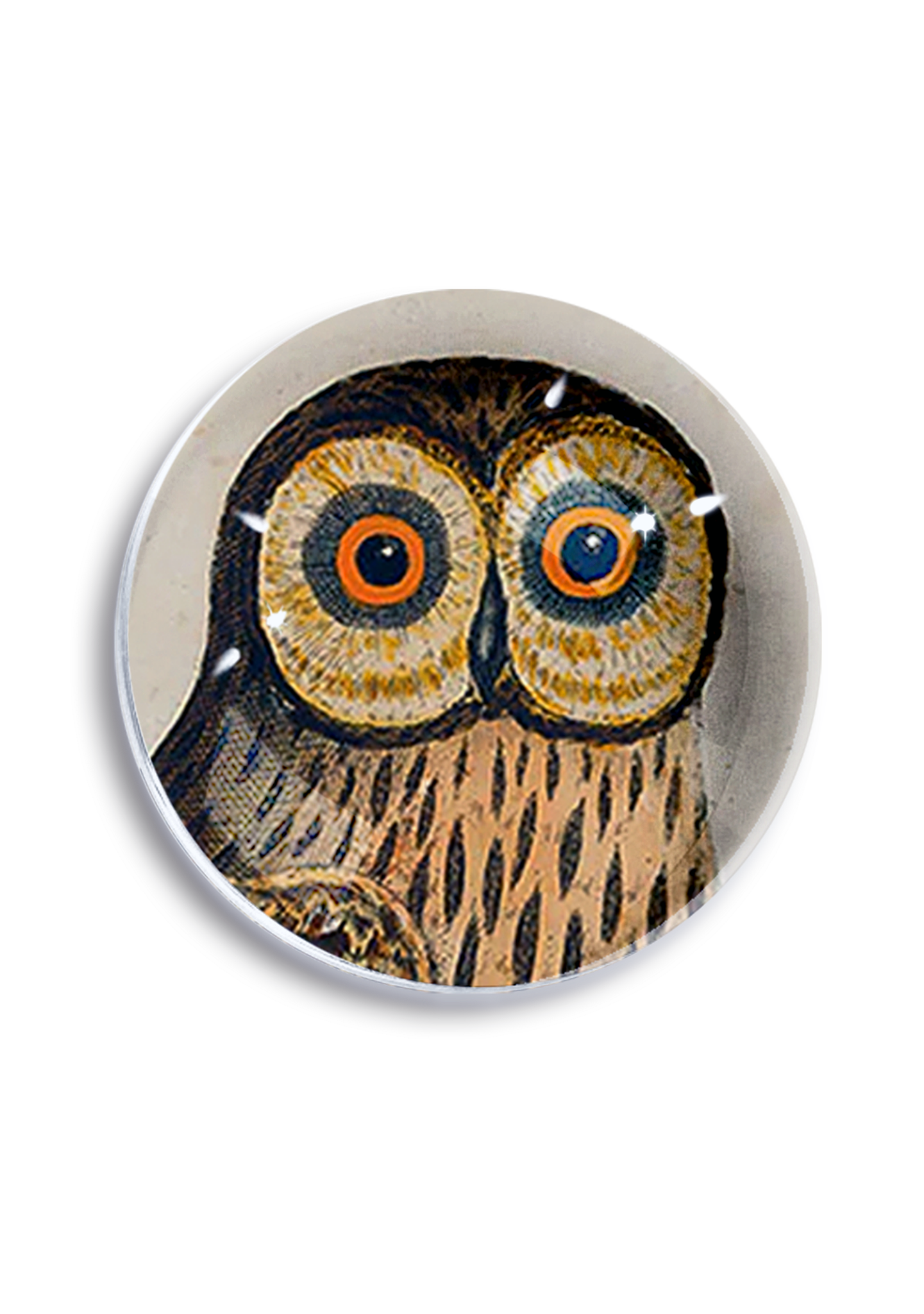 The Wide - Eyed Owl Crystal Paperweight - Box Turtle