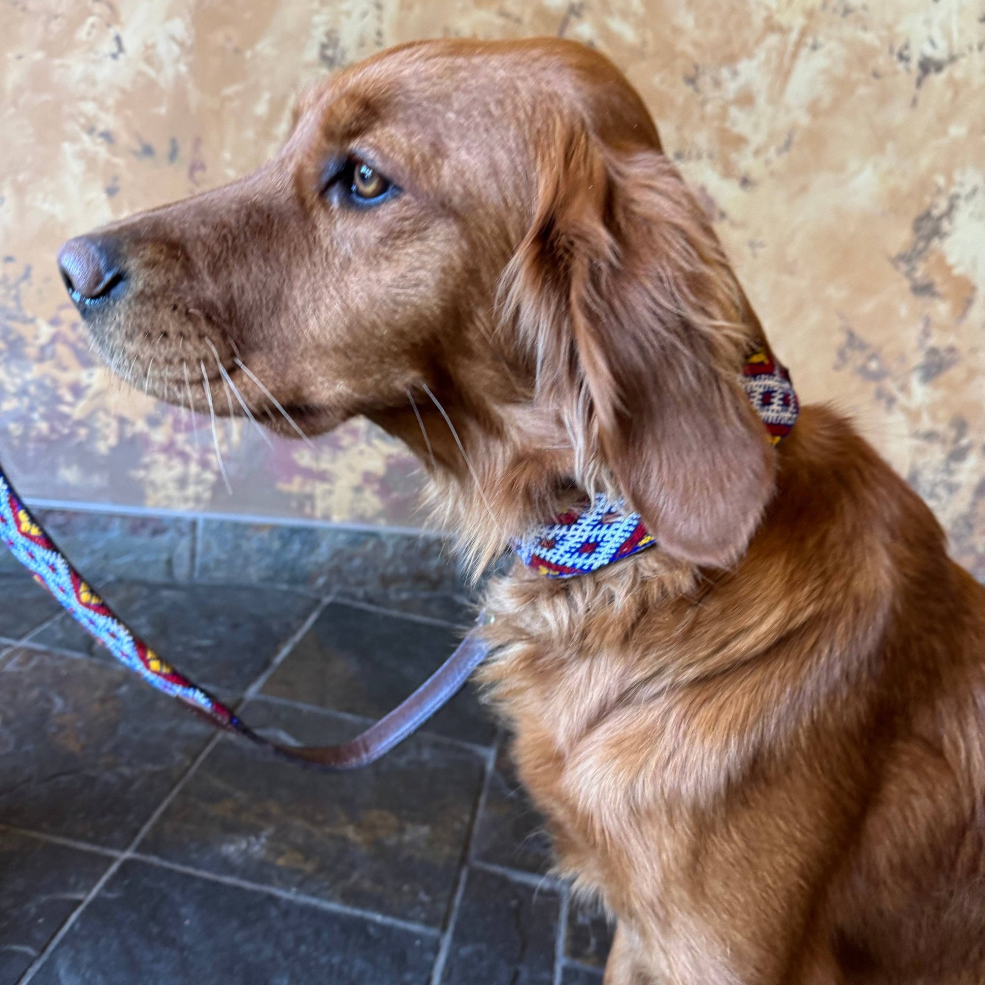 Vintage Kilim & Leather Dog Collar & Leash Set - Box Turtle