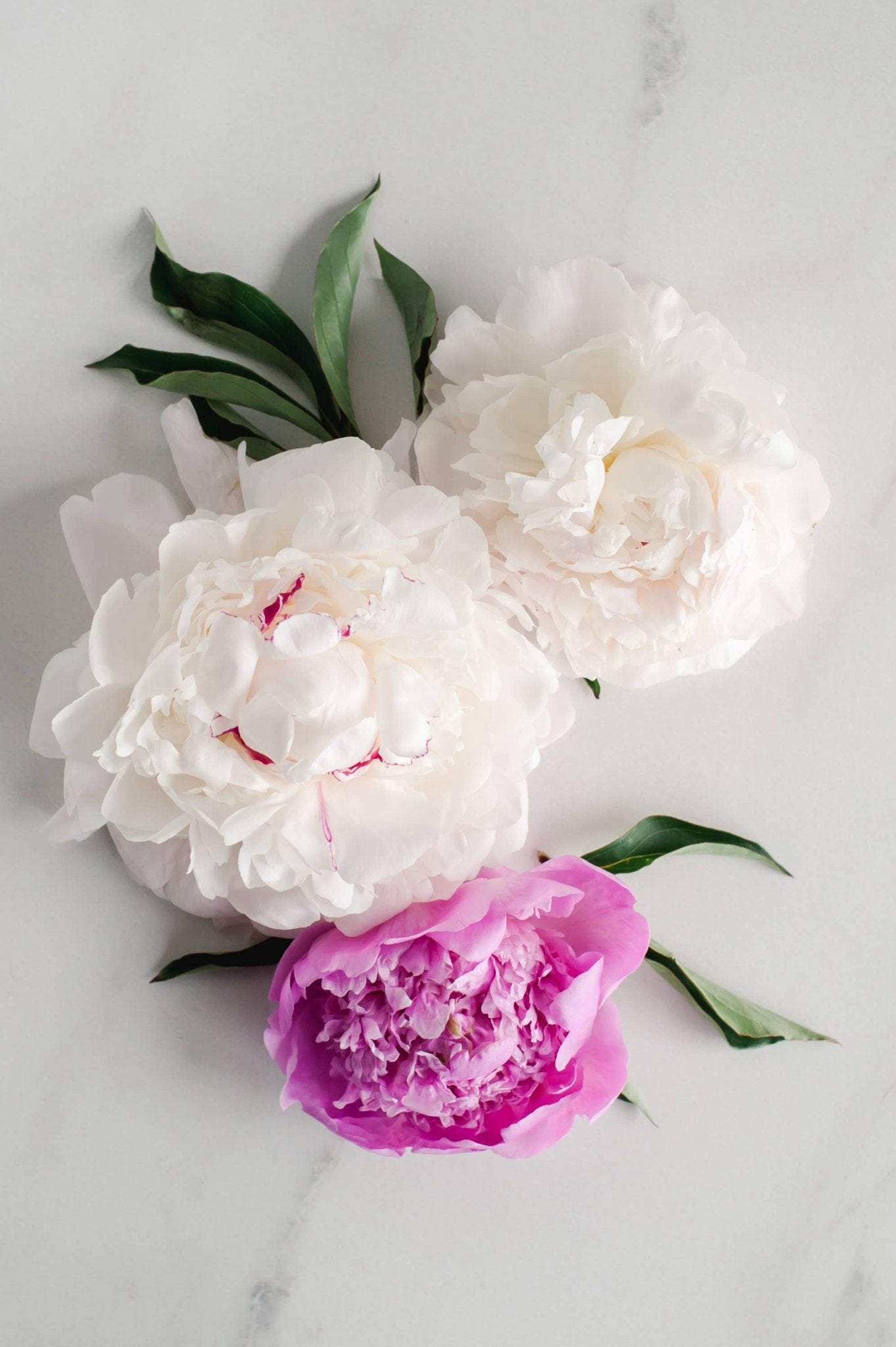 Vintage Peony Soap - Box Turtle