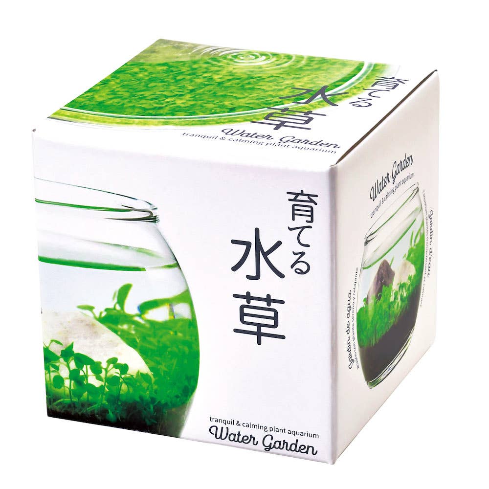 Water Garden - Box Turtle