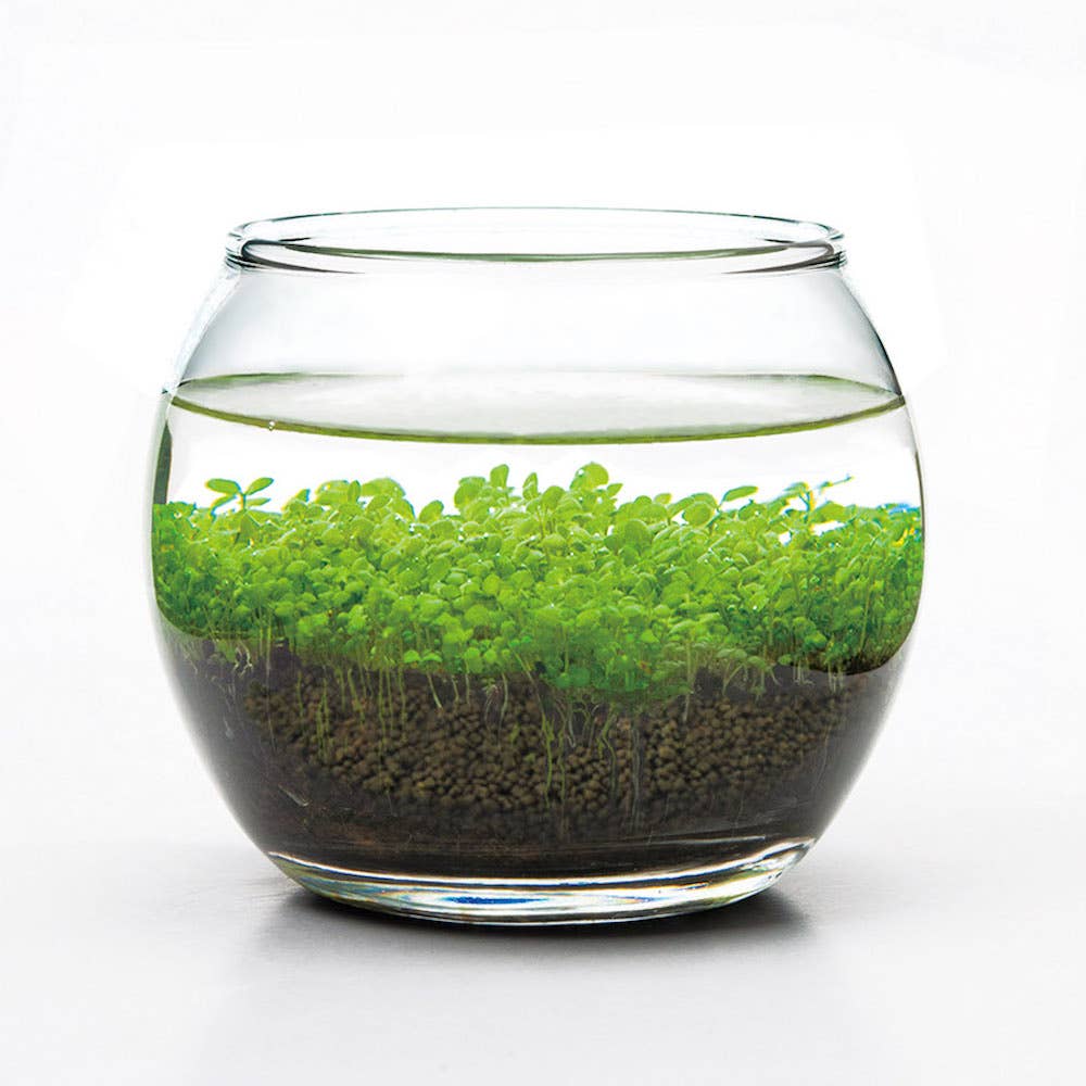 Water Garden - Box Turtle