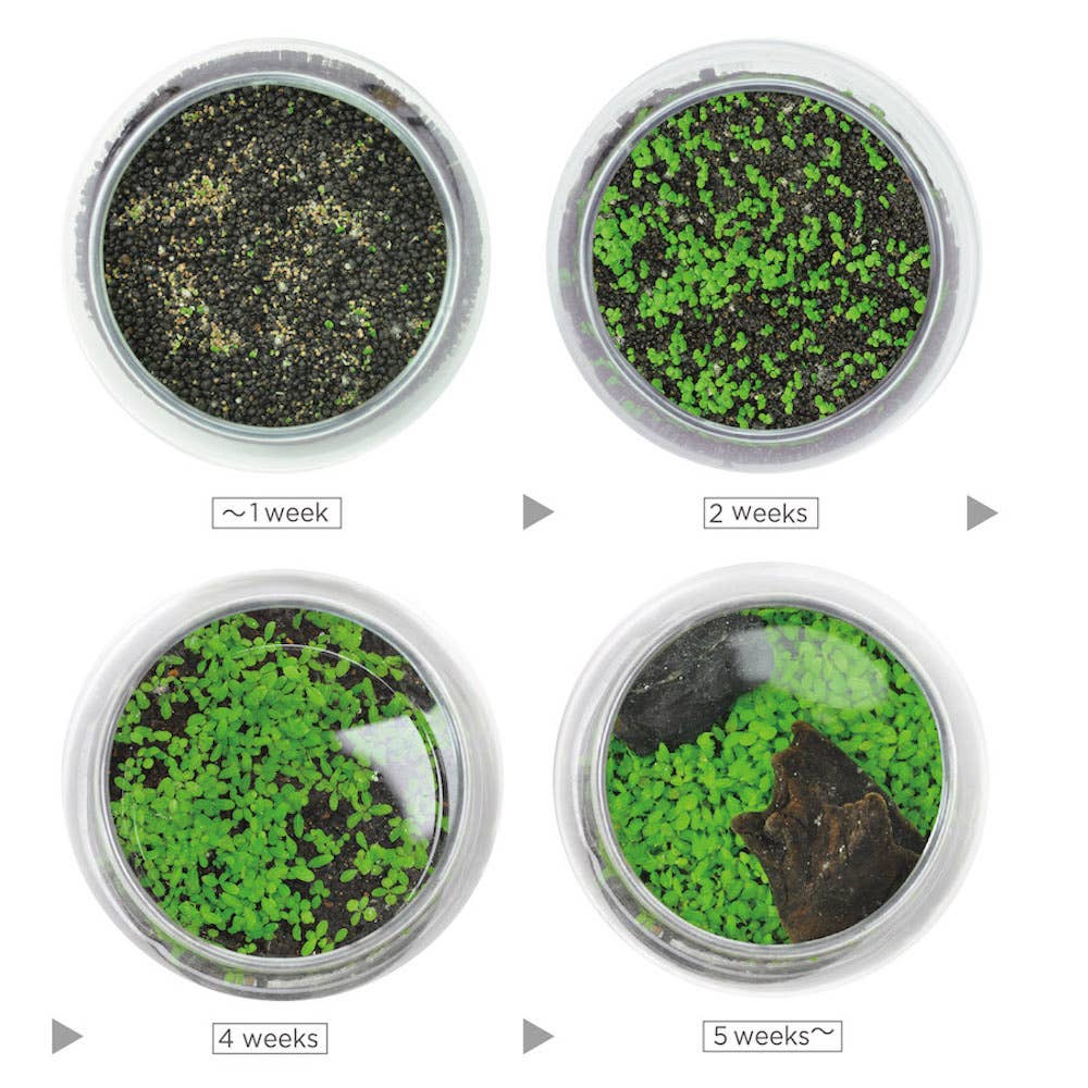 Water Garden - Box Turtle