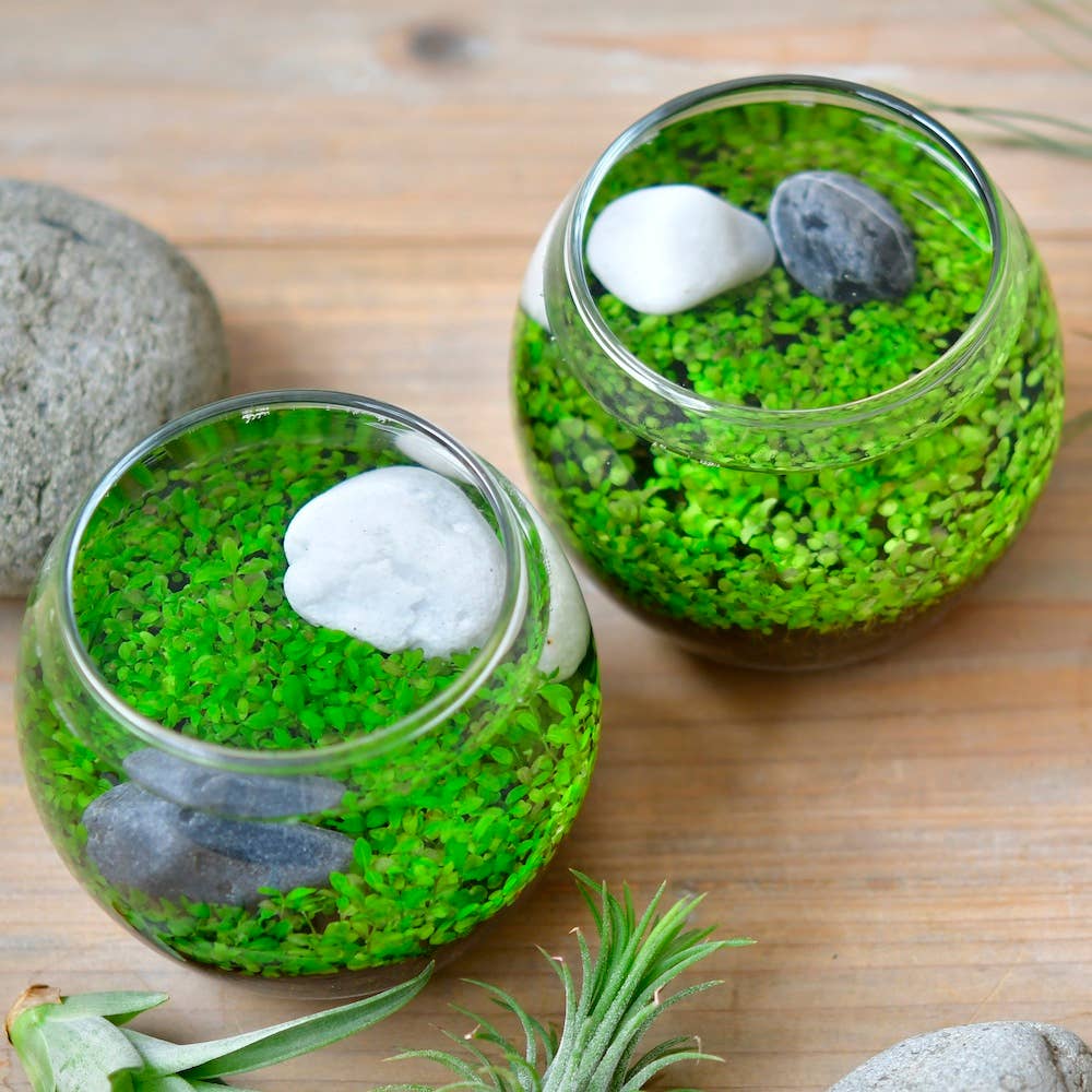 Water Garden - Box Turtle