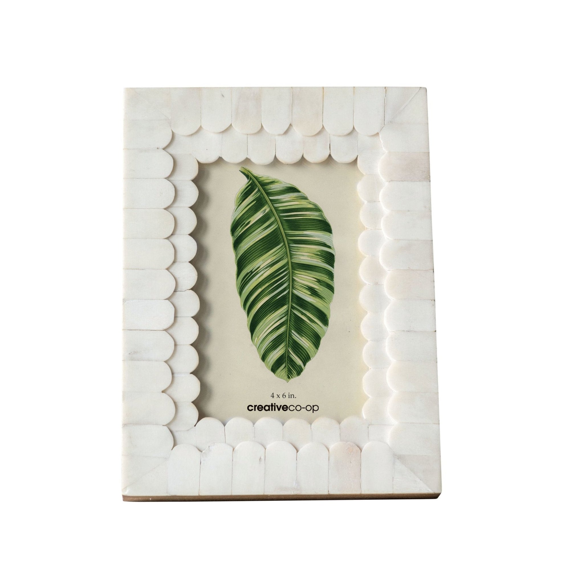 White Bone Scalloped Frame - Box Turtle