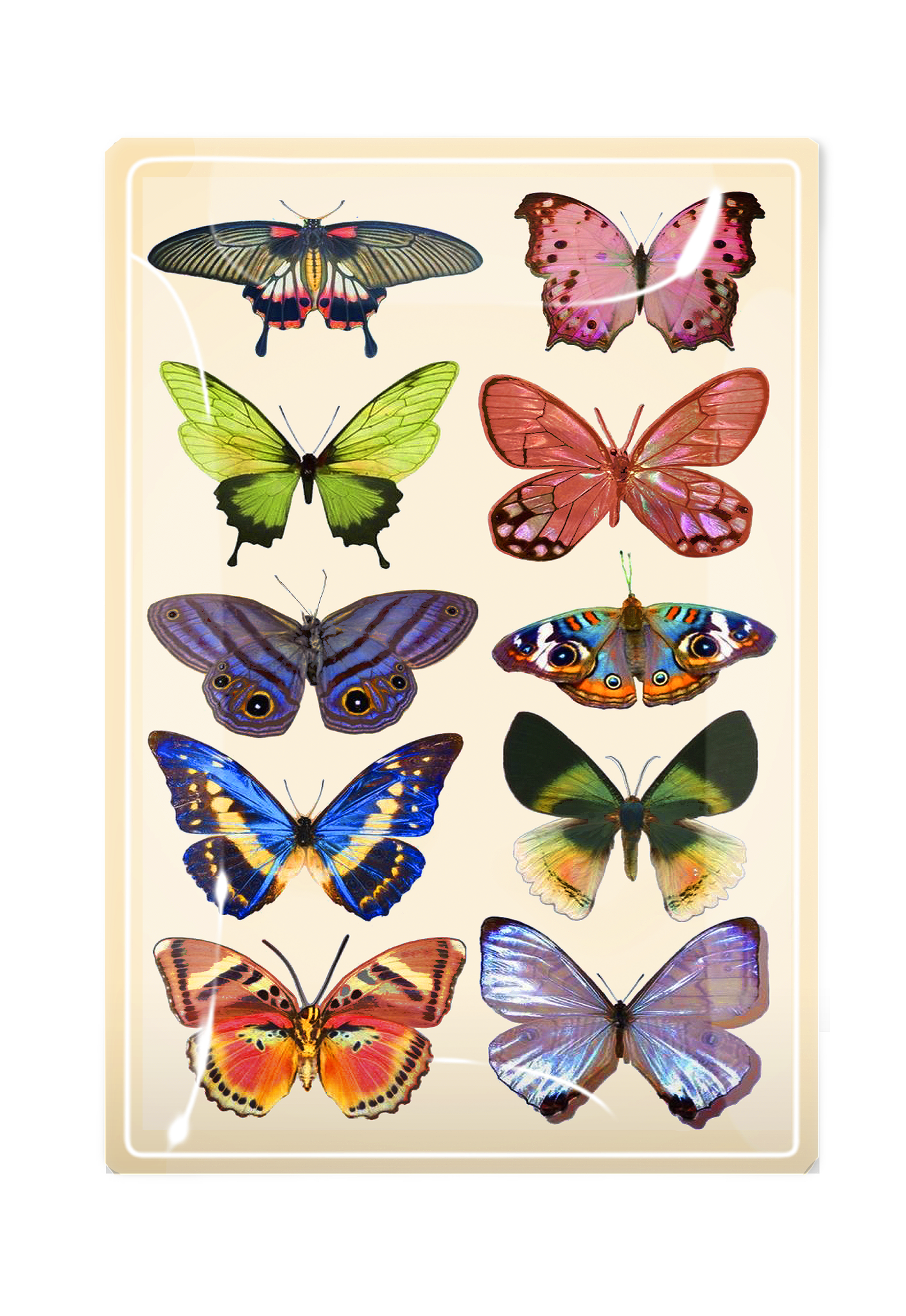 Wildflower Butterflies Decoupage Glass Tray - Box Turtle