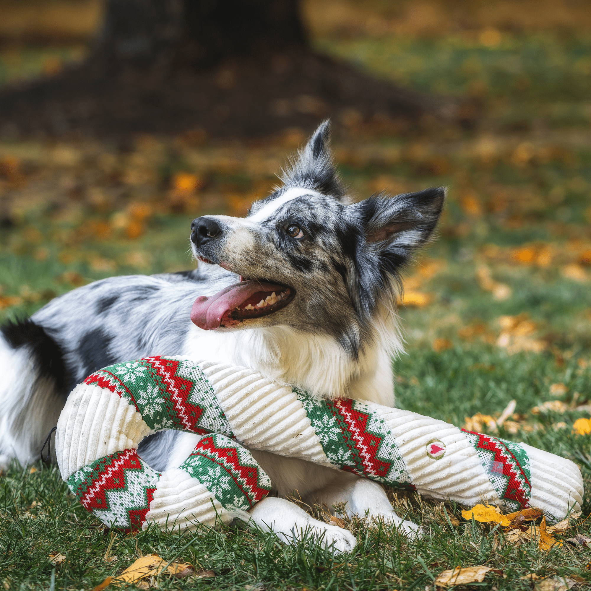 Wintergreen Collection Plush Durable Candy Cane - Box Turtle