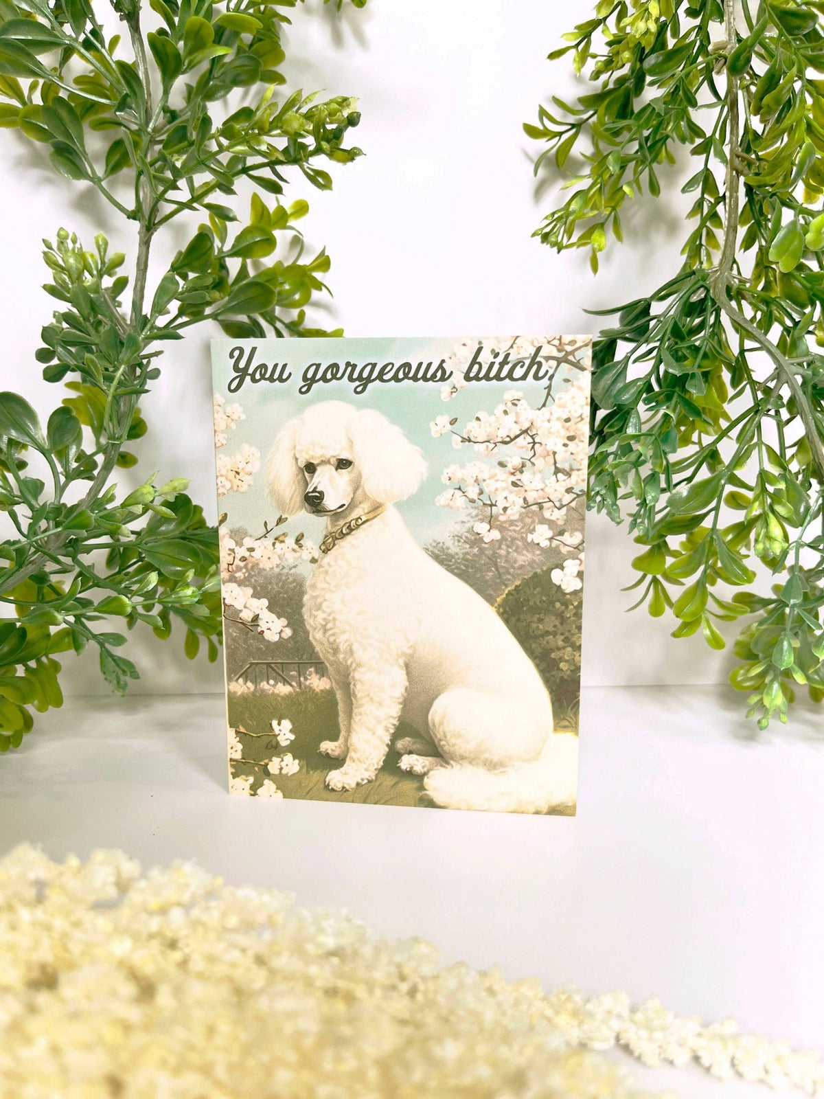 You Gorgeous Bitch Poodle Funny Card - Box Turtle