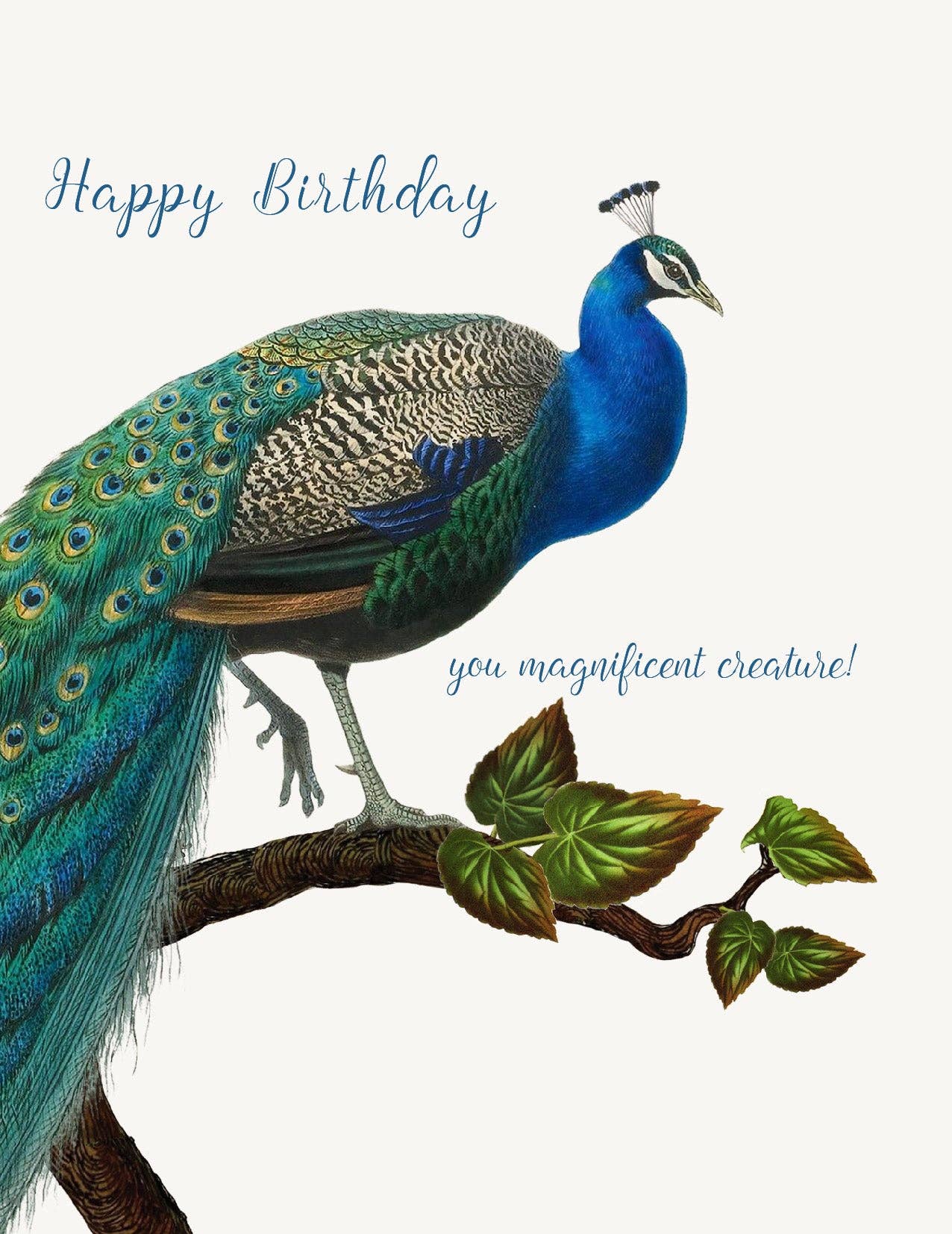 You Magnificent Creature Peacock Birthday Card - Box Turtle