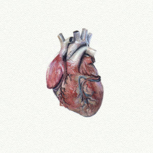 Anatomical Heart Miniature Watercolor Print