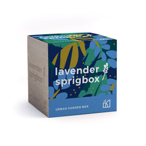 lavender grow kit
