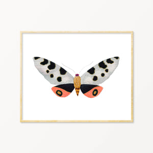 Moth #12