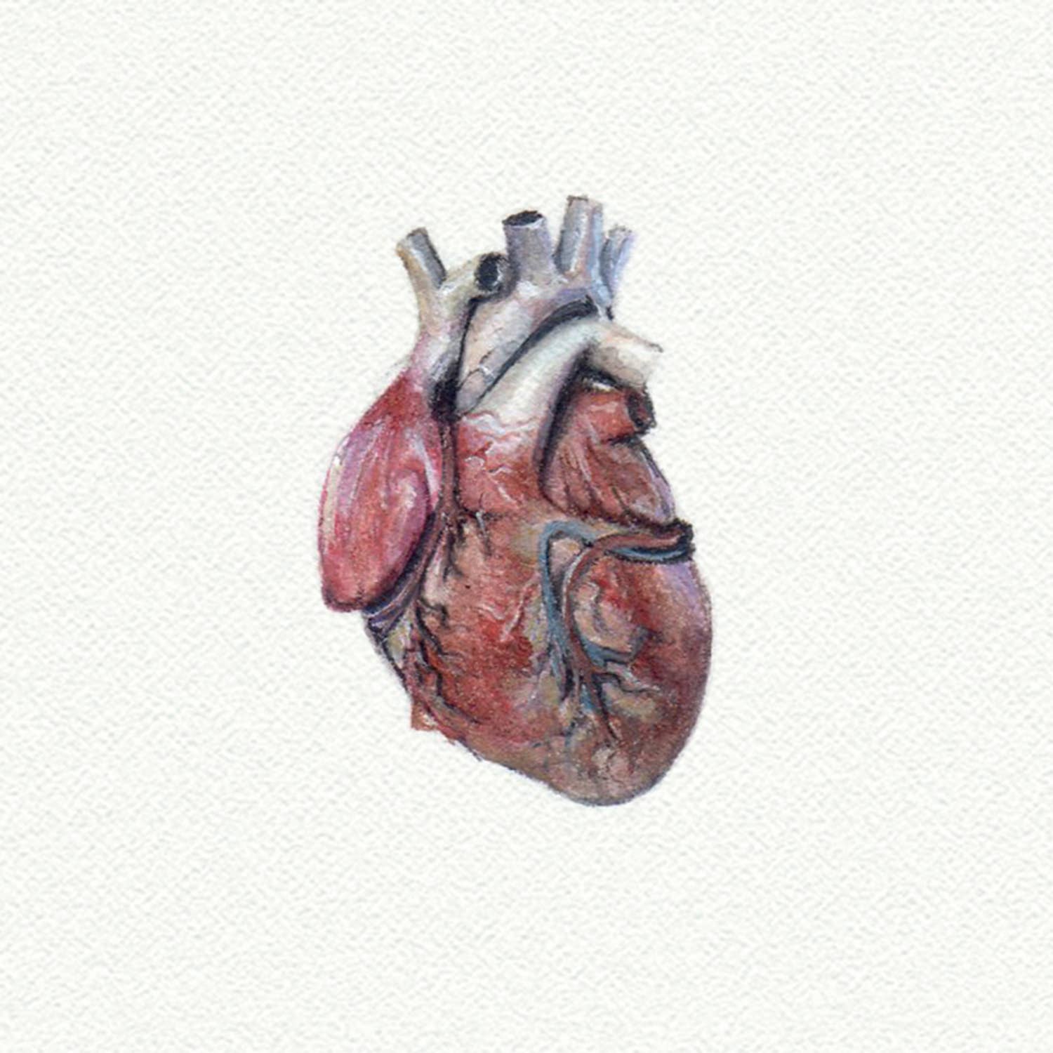 Anatomical Heart Miniature Watercolor Print - Box Turtle